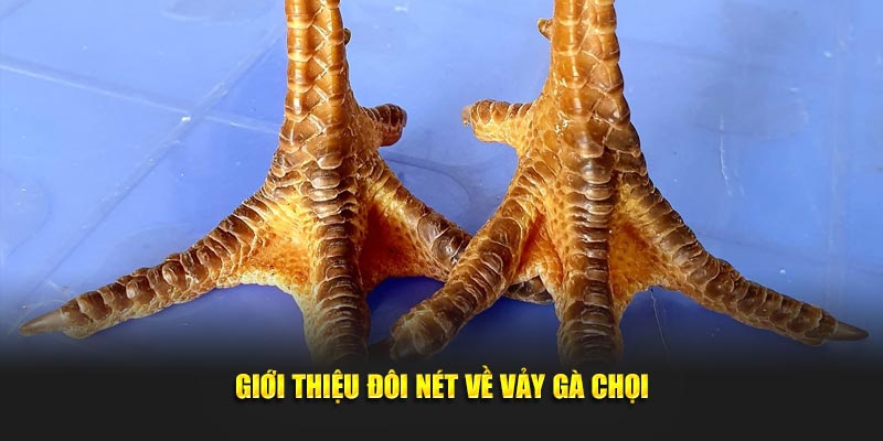 Giới thiệu đôi nét về vảy gà chọi