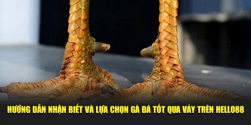Hướng dẫn nhận biết và lựa chọn gà đá tốt qua vảy trên 23WIN