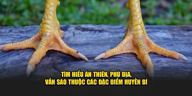 Tìm hiểu án thiên, phủ địa, vấn sáo thuộc các đặc điểm huyền bí