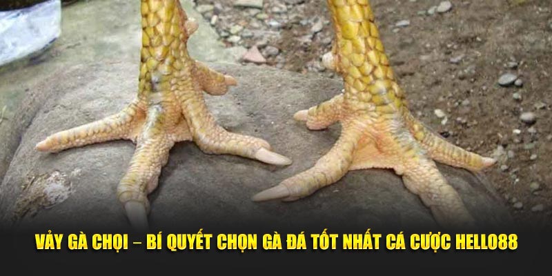 vay-ga-choi-bi-quyet-chon-ga-da-tot-nhat-ca-cuoc-hello88